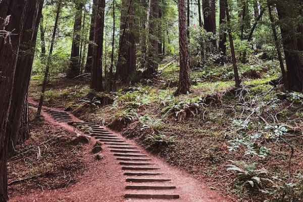 Steps on a path through the woods