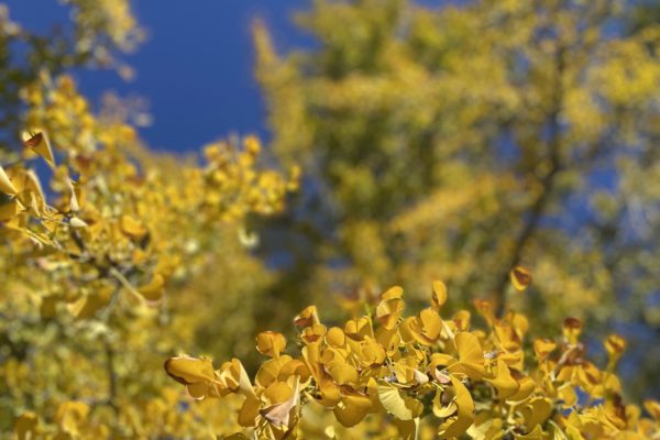 Yellow flowers and a blue sky