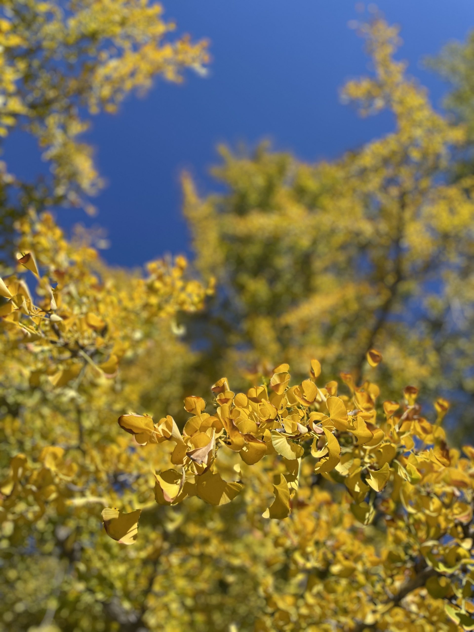 Yellow flowers and a blue sky